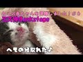 【子猫 保護06】まだ目の空いていない子猫のへその緒が取れた!【cute kitten 06】