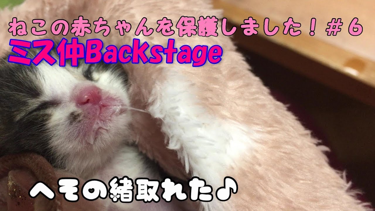 【子猫　保護06】まだ目の空いていない子猫のへその緒が取れた！【cute kitten 06】