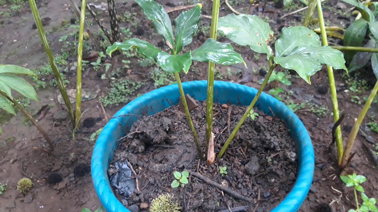 Pertumbuhan Porang Dari Bibit Bunga Spora Porang Purworejo Youtube