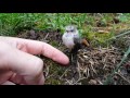 Wet Bushtit Buddy #1