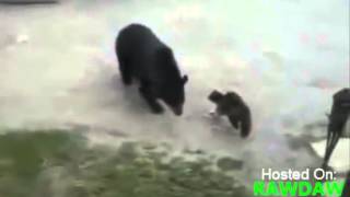 Кошка прогнала медведя The cat chased the bear Кошка прогнала медведя The cat chased the bear