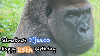 金剛猩猩迪亞哥25歲生日快樂 🦍💕Happy 25th birthday to silverback D'jeeco🎂🍰