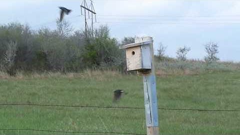 Swallows Taking Feathers from the Hand