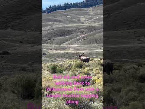 Bull elk and cows walking back to Yellowstone Park with a couple tourists tagging along.#elk #viral