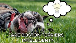 Are Boston Terriers Smart? Why The Boston Is Intelligent