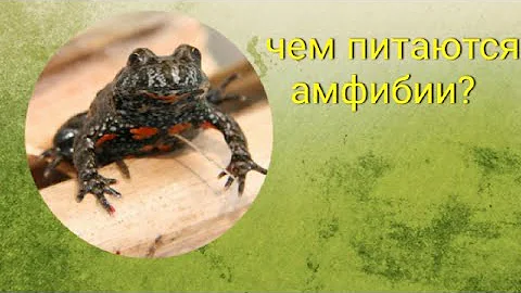 Чем питаются #амфибии? #Жабы охотятся и кушают.What do amphibians eat? #Toads hunt and eat.