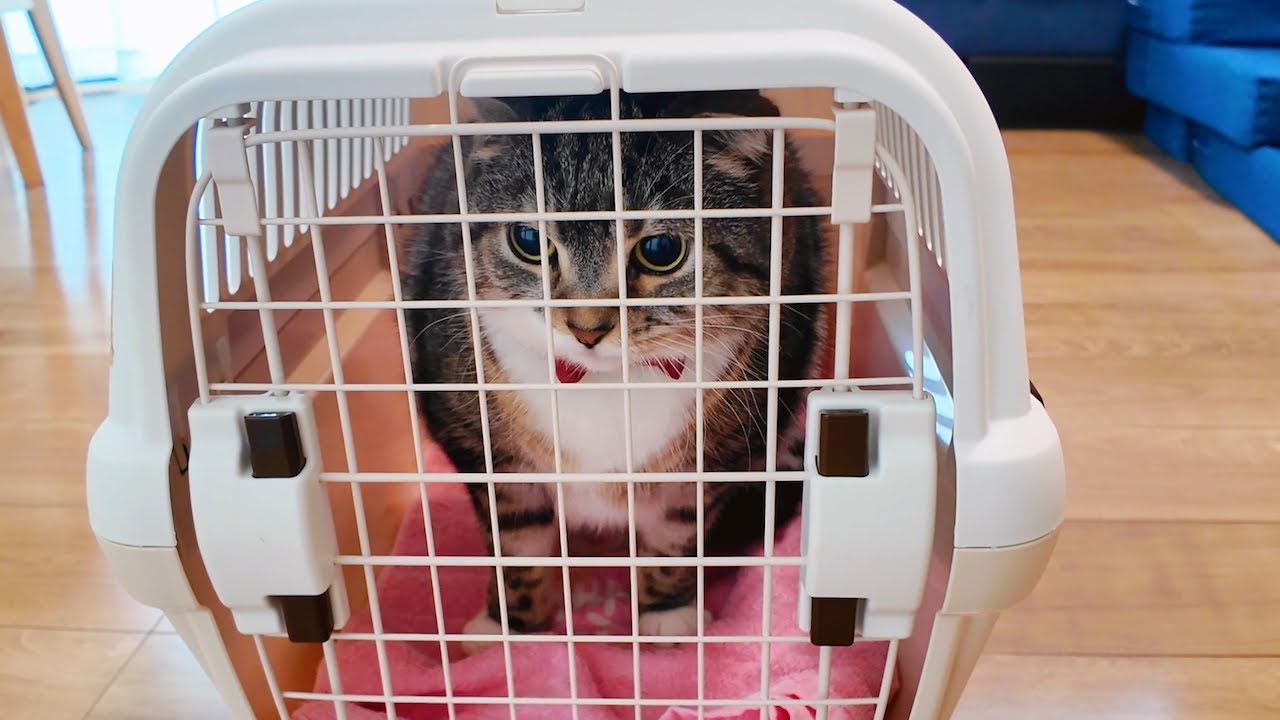 りっちゃんが原因不明の症状で大学病院へ行くことになりました😭