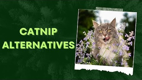 5 Catnip Alternative for your Cats I Don