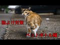 猫よけ対策　ペットボトル編