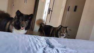Unending Chatter from Someone Below  What's All the Ruckus? #CutePuppies #SillyDogLife...