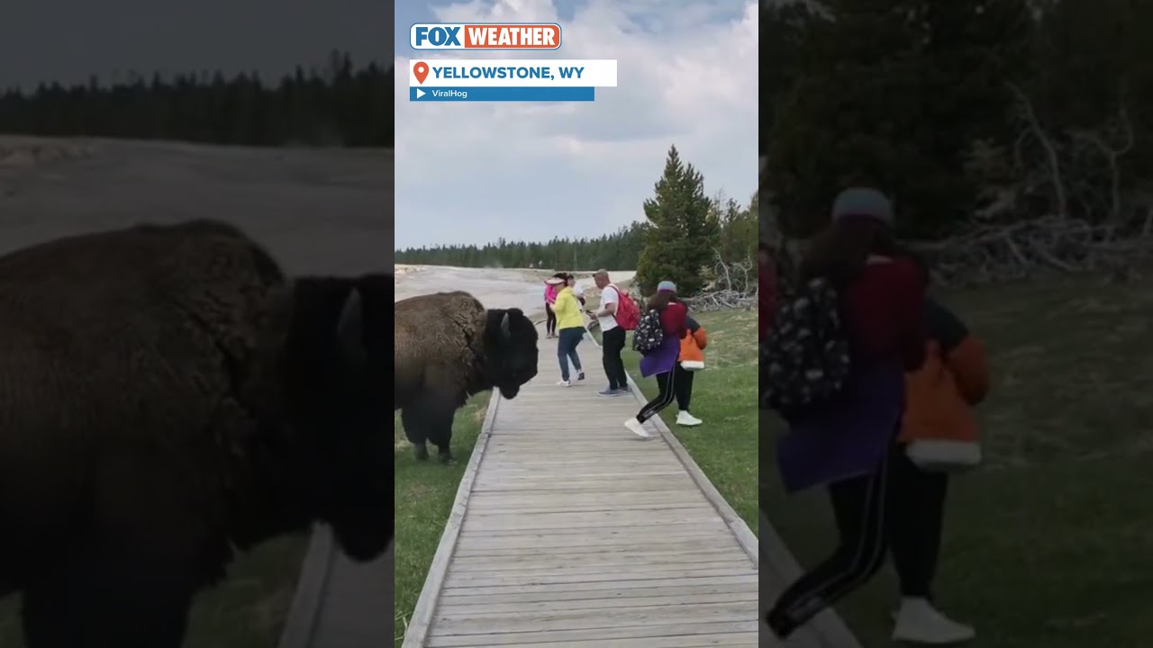 Don T Get Too Close Bison Charges At Yellowstone Tourist Who Tried To Touch It