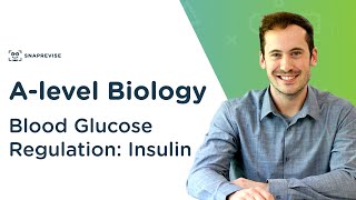 Blood Glucose Regulation: Insulin | A-level Biology | OCR, AQA, Edexcel