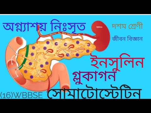 ইনসুলিন, গ্লুকাগন ও সোমাটোস্টেটিন এর উৎস স্থল ও কার্যকারিতা।Insulin, glucagon and somatostatin.wbbse