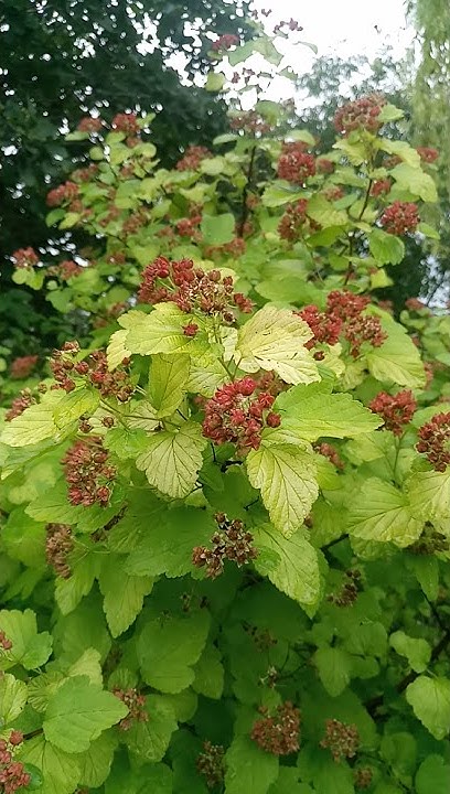 Пузыреплодник, физокарпус калинолистный "Дартс Голд" | Physocarpus ...