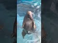 some hidden secrets you will never believe about sea dogs #viralvideo #funnyanimals #shortvideo
