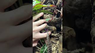 Bioactive Gargoyle Gecko enclosure is good but not perfect (a tour)
