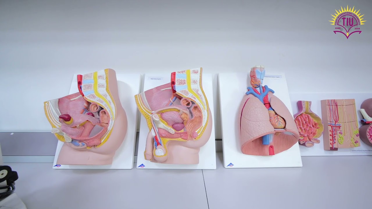 ناساندنی زانکۆی نێودەوڵەتی تیشک لەلایەن فێرخوازانی زانکۆوە