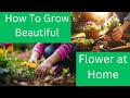 HOW To Grow Beautiful Flower at home.