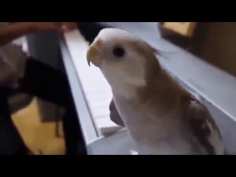 ვიდეო: თუთიყუში მღერის საბავშვო სიმღერას ანტოშკაზე: სასაცილო ვიდეო