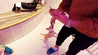DOG CAFE in Tokyo, Japan