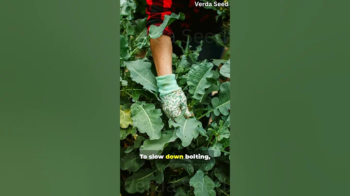 Why Do Leafy Greens Bolt Too Early? 🌱 | Easy Farming Tips