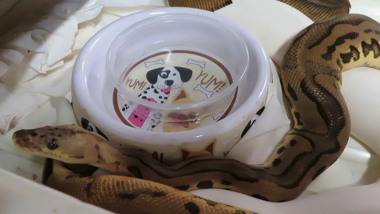 rat snakes in alabama Brian Gundy Shares Lock Up Between Pastel Leopard Clown Poss Het Pied & Yellow Striped Pied Clown