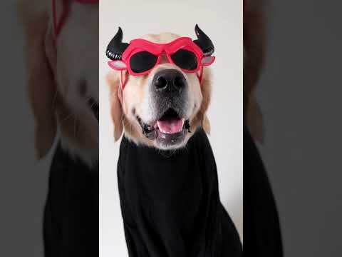 Vidéo: Conseils pour Halloween de mascotas