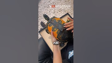 Nhờ ơn cô gái này CON RÙA đã trở nên XINH ĐẸP trở lại 🐢 ✨ #shorts