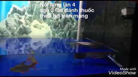 Mrbio chữa sốc, nổi lưng