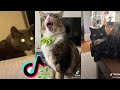 Cute Cat but Funny Angle || Cute tiktok cat compilation