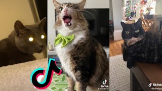 Cute Cat but Funny Angle || Cute tiktok cat compilation