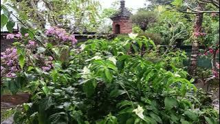 DUDUK SANTAI SAMBIL MENIKMATI INDAHNYA TAMAN RUMAH SAAT HUJAN GERIMIS