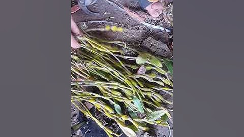 Cách trồng lan hoàng thảo chuỗi ngọc đảm bảo sống 100%