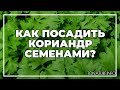 Как посадить кориандр семенами? | toNature.Info