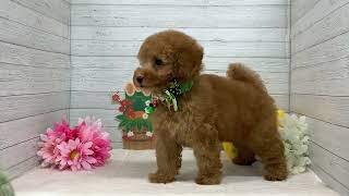 ☆rara ご確認用 トイプードル ブラウン お正月わんこ 羽織袴 トイプードル - 【大阪・兵庫のペットショップ】ペットランドピース