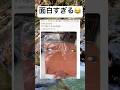 誰かわかる？ #shorts #おもしろ #ポケモン #ダイソー #ネタ
