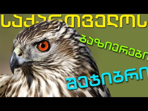 ბაზიერების შეჯიბრი / საქართველოს პირველობა