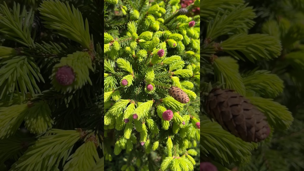 Picea abies Push / Ялина звичайна Пуш / Ель обыкновенная Пуш