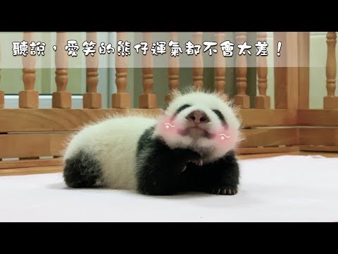 《熊貓早晚安》聽說，愛笑的熊仔運氣都不會太差！| iPanda