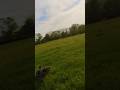 #fpvdrone shot of the dog catching a frisbee like a boss