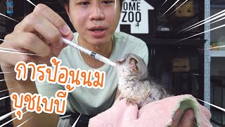 วิธีการป้อนนม ลิง บุชเบบี้ (Bush baby)