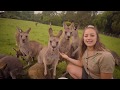 Learn all about kangaroos and wallabies