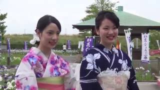 油ヶ渕花しょうぶ園2016 《愛知県碧南市》