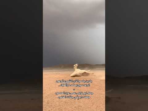 اكسبلور  قصايد شعر الابل