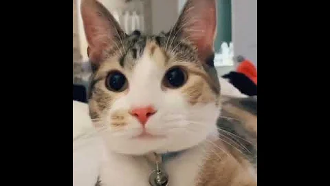 Video 5221691: norwegian forest cat rare, laugh norwegian forest cat, sound forest cat, forest cat funny, forest cat dog, cat funny smile, best funny cat, cute cat