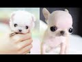 These Cute Dog Videos Will Make Your Day