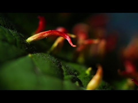 Video: Eriophyid-Milbenbekämpfung - Erkennung und Behandlung von Schäden durch Eriophyid-Milben