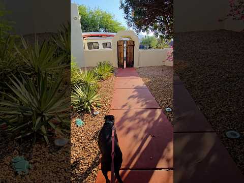 Dogsitting Tucson