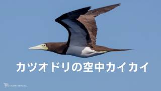 空中で首を掻くカツオドリ（ハイスピード撮影）