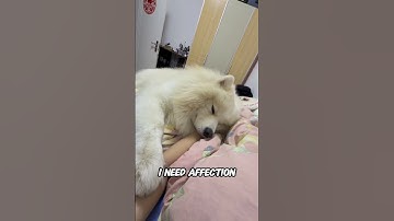 When Your Dog Puts Their Paw on You… This Is What They Want